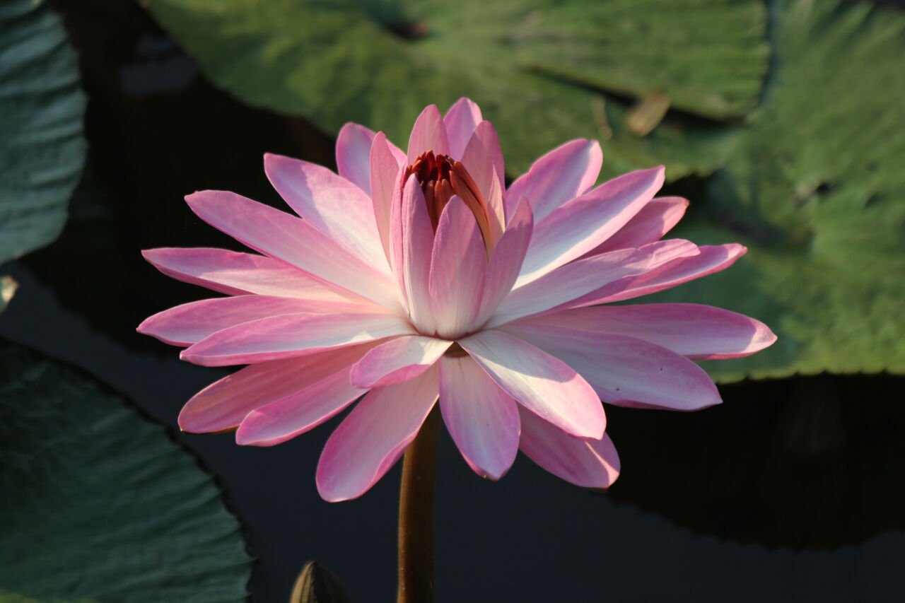 Lotus Çiçeği Özünün Cilt Bakımındaki Faydaları